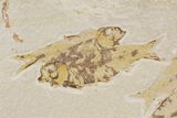Four Knightia Fossil Fish - Green River Formation, Wyoming #88537-1